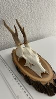 Dekorativer Rehbock-Schädel auf Holzbrett