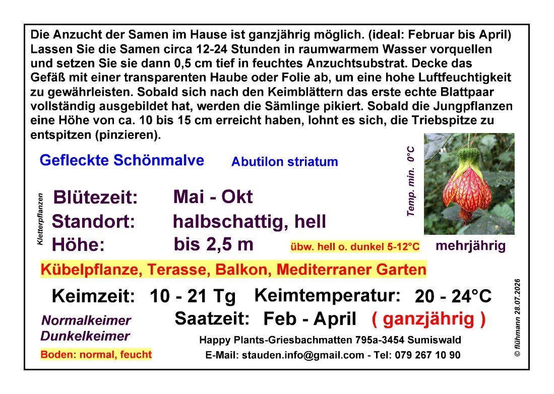Piante & sementi: Gefleckte Schönmalve - Abutilon striatum - 10 Samen – Nuovo e nell'imballaggio originale da Sumiswald venduto da Cham14558 3
