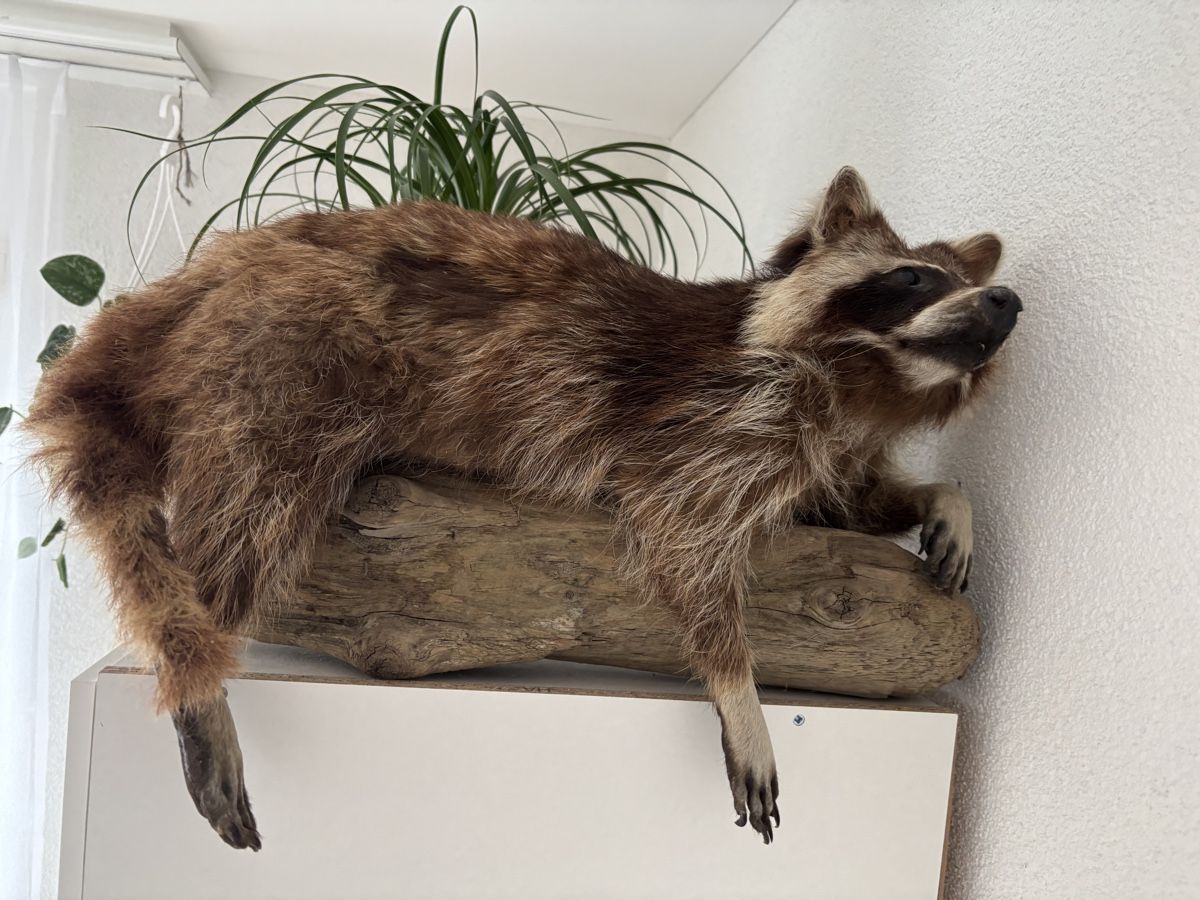 Il mondo degli animali: Waschbär auf Holzstamm – Usato da St. Gallen venduto da mai_v8k5