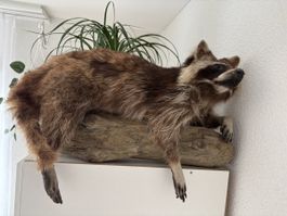 Waschbär auf Holzstamm