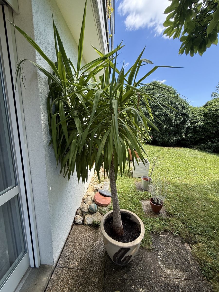 Pflanzen & Samen: Grosse Yucca-Palme Topfpflanze – Gebraucht aus Biel/Bienne von Shiva1983