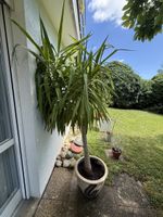 Grosse Yucca-Palme Topfpflanze