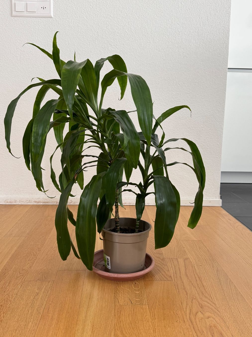 Pflanzen & Samen: Drachenbaum Dracaena Fragrance – Gebraucht aus Goldau von b4mxshk