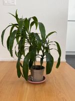 Drachenbaum Dracaena Fragrance