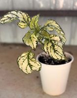 Hypoestes 🌱