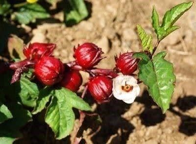 Piante & sementi: Hibiscus Sabdariffa var. Green Senegal – Nuovo (secondo la descrizione) da Bremblens venduto da FIBONACCI369 1