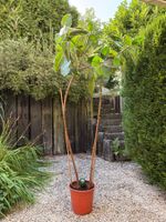 Gummibaum Ficus elastica Topfpflanze Höhe ca 165cm