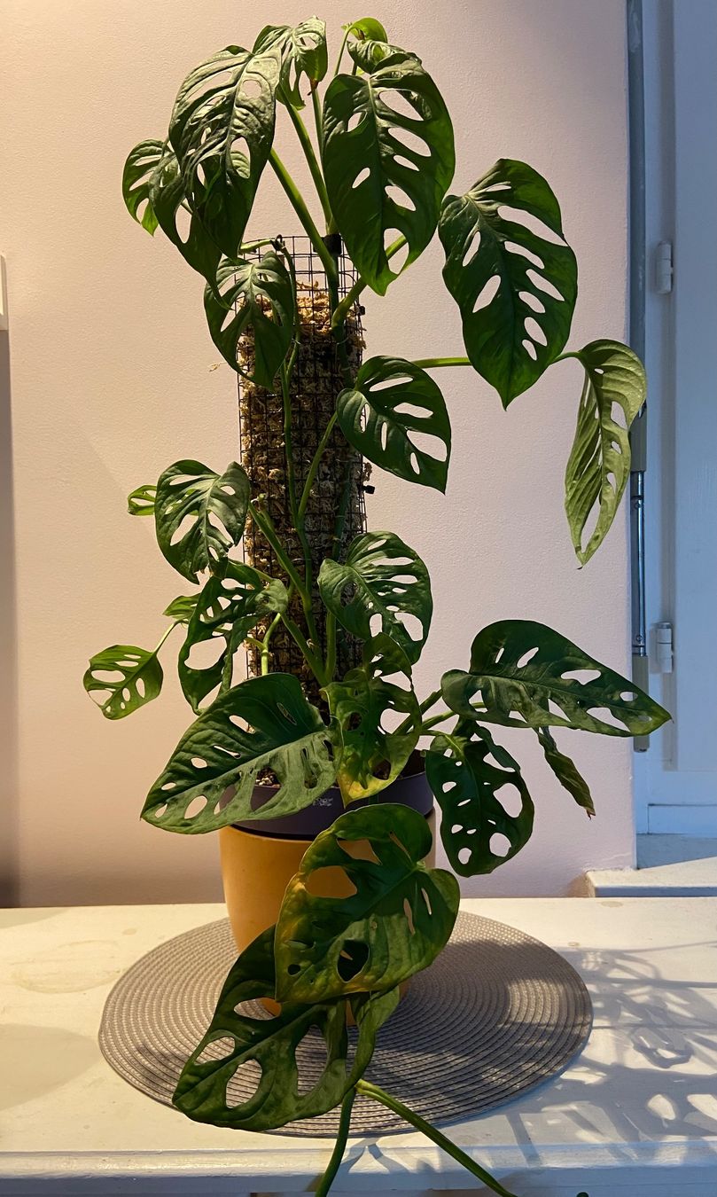 Piante & sementi: Monstera adansonii – Usato da Zürich venduto da Potatoe543 3