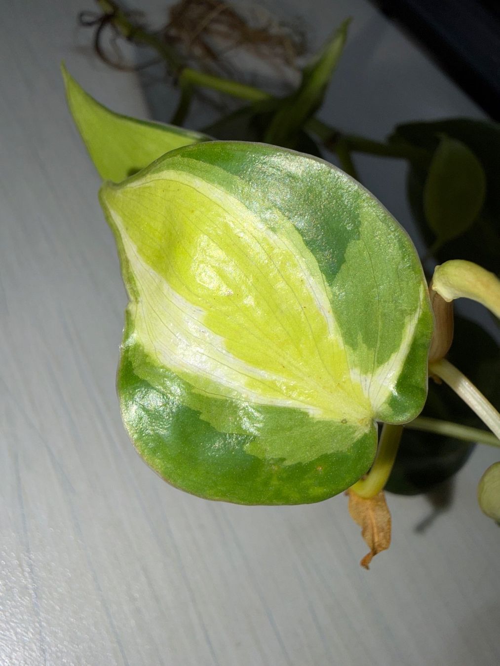 Piante & sementi: Philodendron scandens hederaceum "Cream splash" – Nuovo (secondo la descrizione) da Winterthur venduto da Aniger