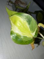 Philodendron scandens hederaceum "Cream splash"