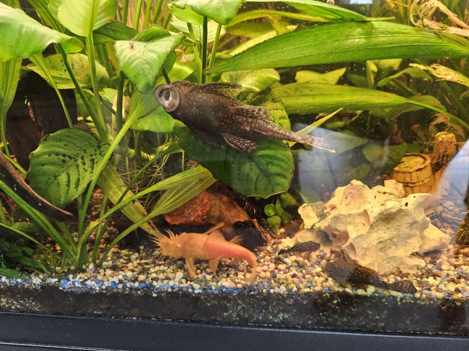 Acquari: Aquarium Juwel 250l – Usato da Gerolfingen venduto da ren_gyt6 6