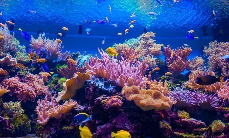 Prodotti per la cura & articoli per la pulizia: Milchsäurebakterien AQUA-5 REEF – Nuovo e nell'imballaggio originale da Brittnau venduto da Pebelalm 1