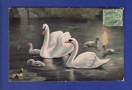 OISEAU - Cygnes