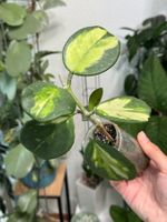Hoya obovata variegata ✨