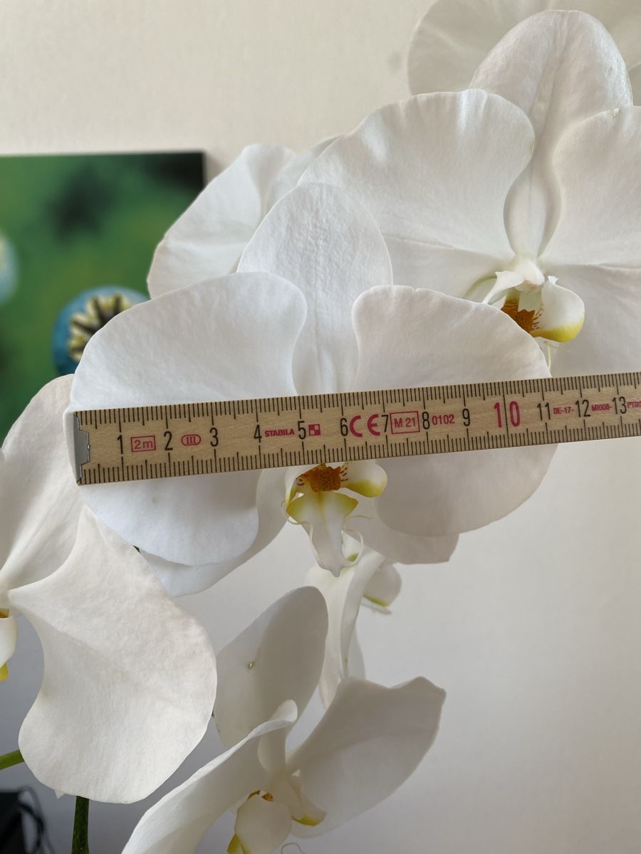 Piante & sementi: Grosse Orchidee Phalaenopsis weiss, 76 cm – Usato da Buochs venduto da H16 4