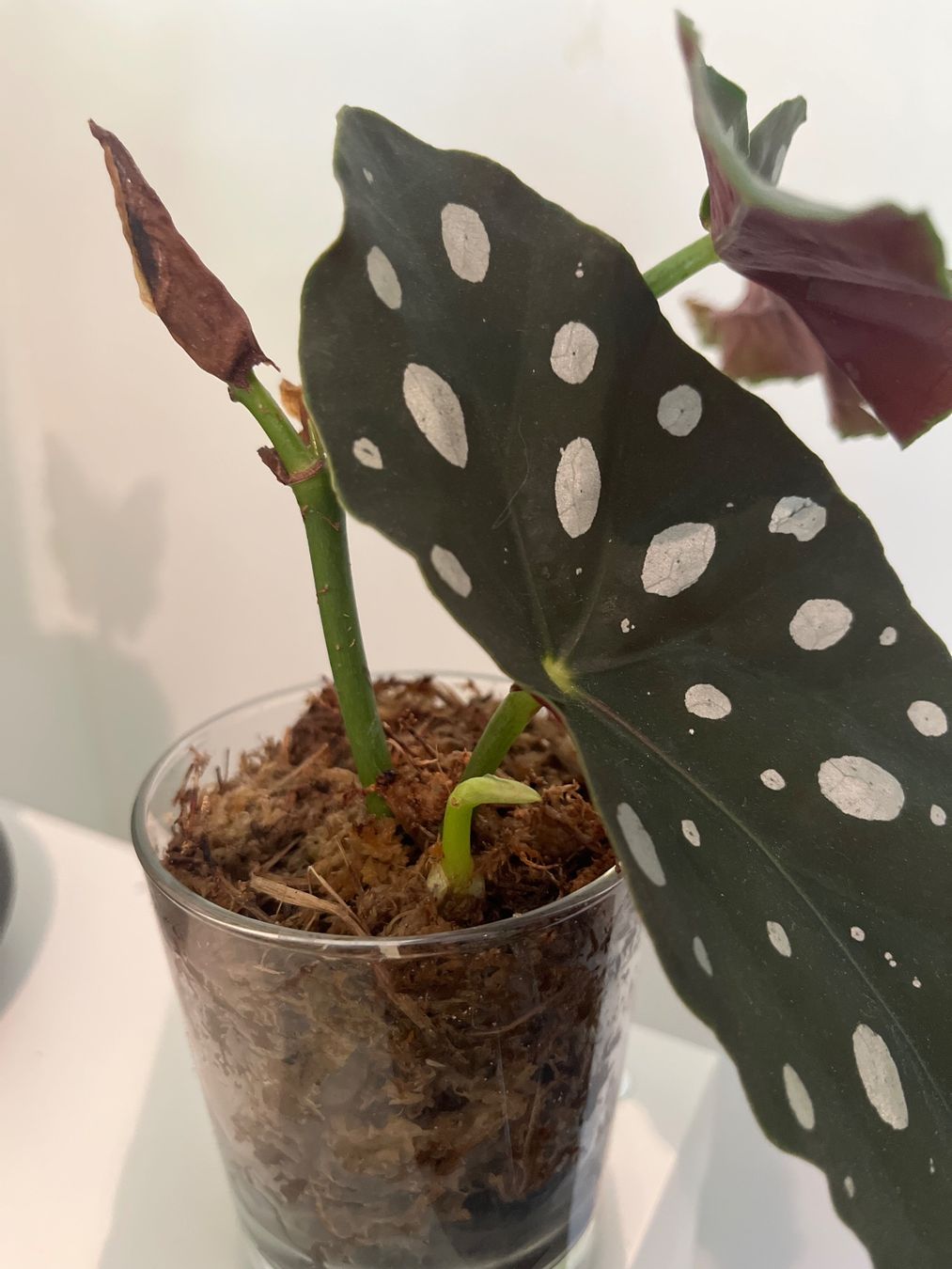 Pflanzen & Samen: Begonia maculata im Glas – Gebraucht aus geroldswil von Ahornblatt70 1