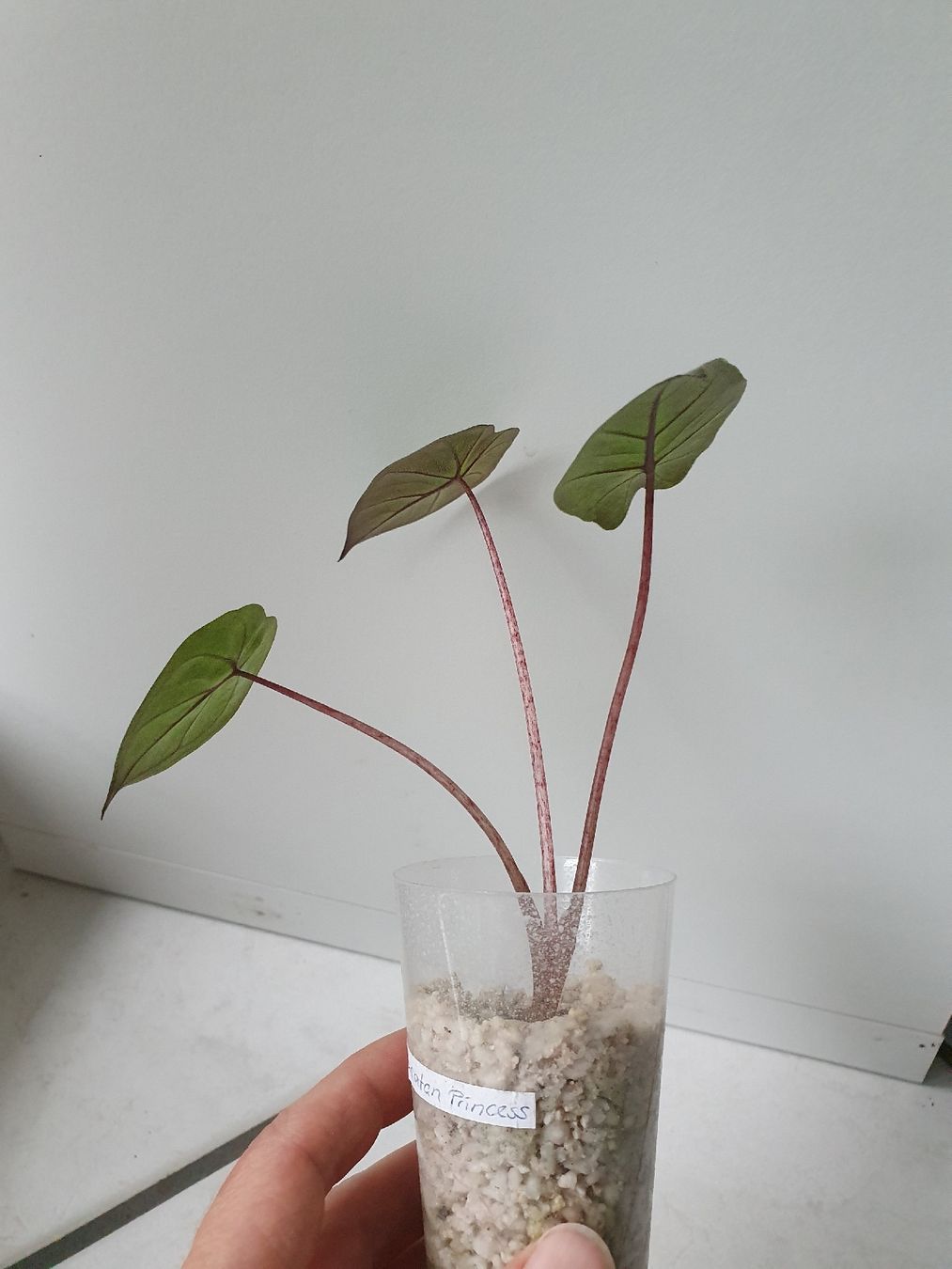 Piante & sementi: Alocasia Yucatan Princess – Usato da Erlinsbach SO venduto da Lea030 1