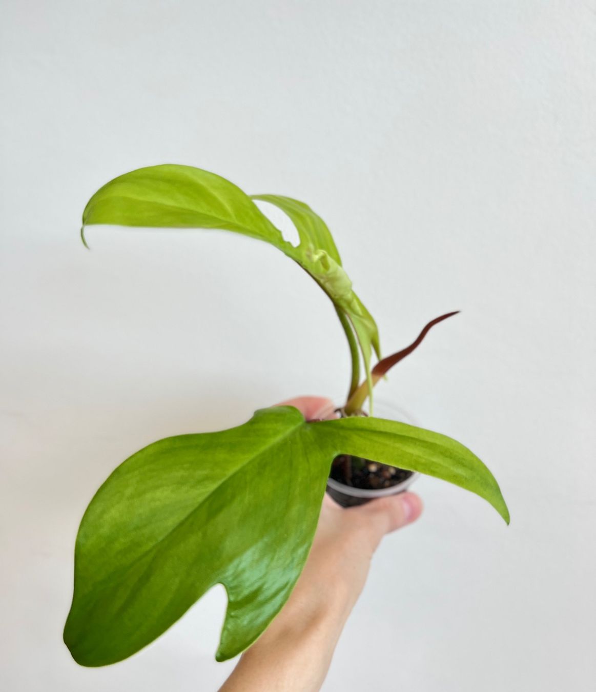 Plantes & graines: 🔥Philodendron Florida Ghost – D'occasion à Glattpark(Opfikon) par ste_n99y 4