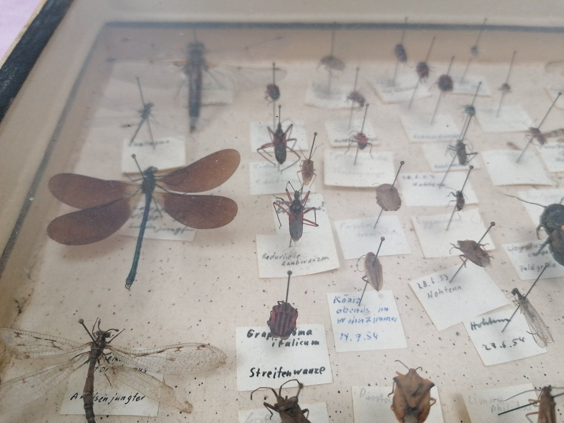 Welt der Tiere: 3 Boxen mit Insektensammlung – Gebraucht aus Köniz von Brockenreich 2
