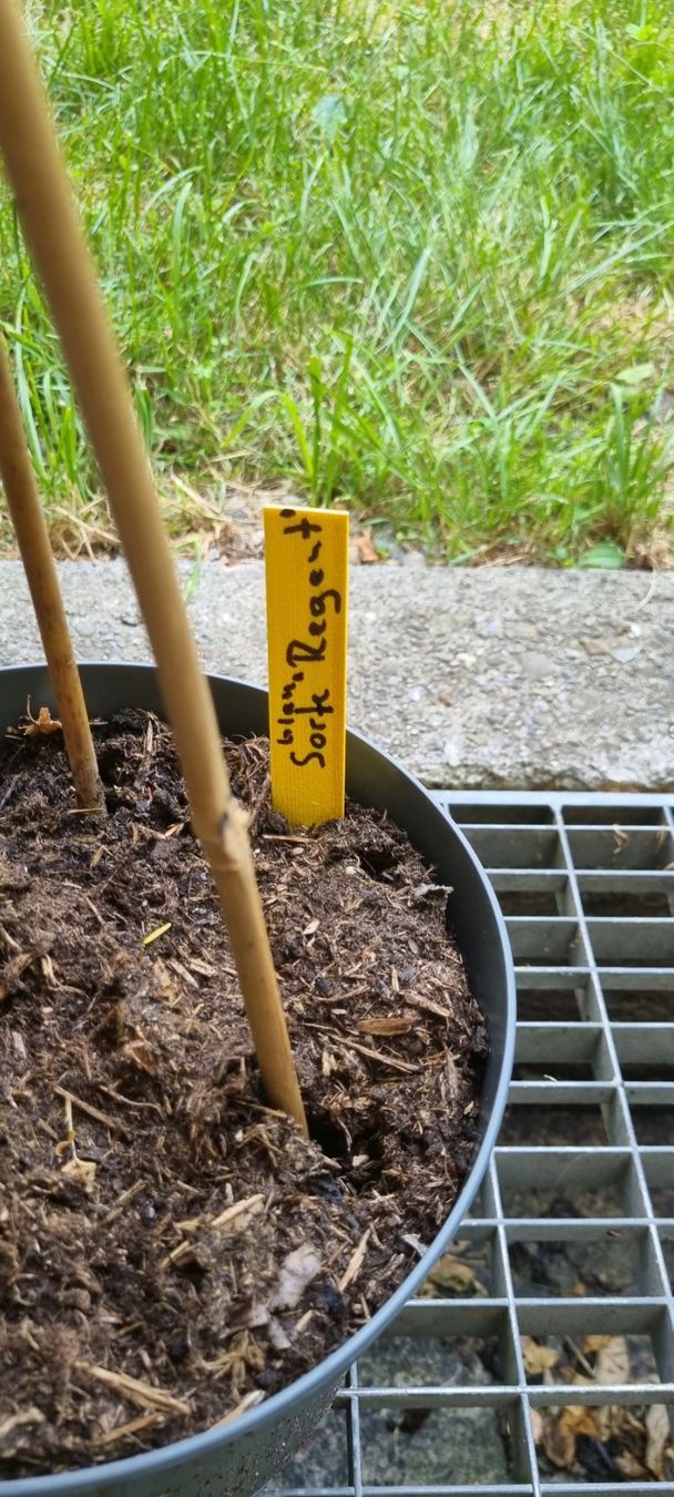 Pflanzen & Samen: Rebstock Sorte Regent Kerner junger Pflanze Topf – Gebraucht aus egliswil von Maggy6 1