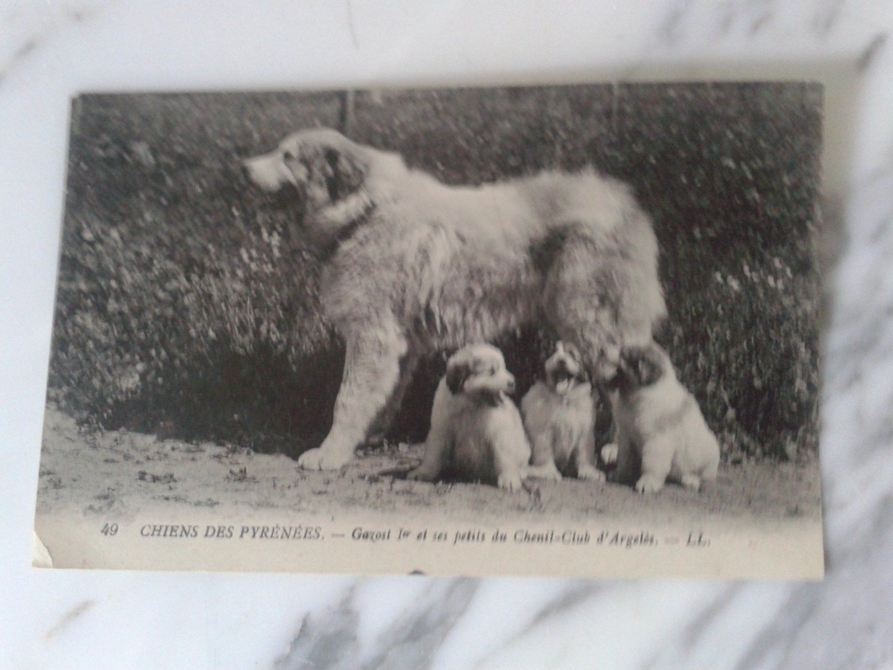 Cartoline postali: 3 alte Postkarten 1922/1934 Hunde Frankreich – Usato da Camorino venduto da Campellino 6