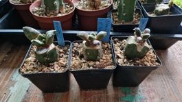 Ariocarpus Retusus cv. Maruibo, 2024 veredelt