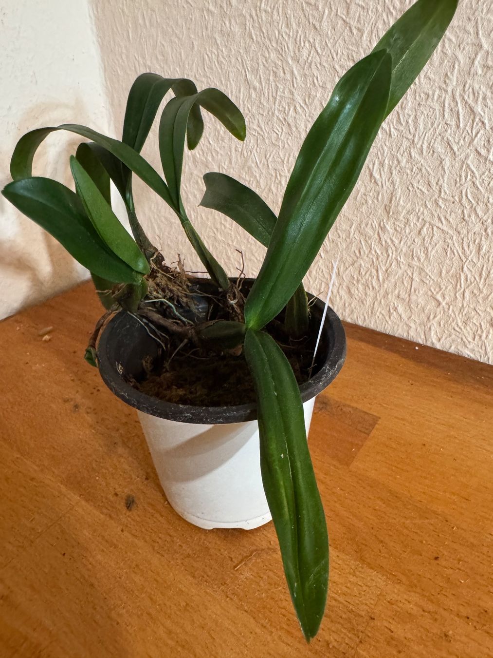 Pflanzen & Samen: Bulbophyllum falcatum – Gebraucht aus Männedorf von mrclst 2
