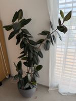 Grosser Gummibaum ca. 175cm inkl. anthrazitfarbenem Topf