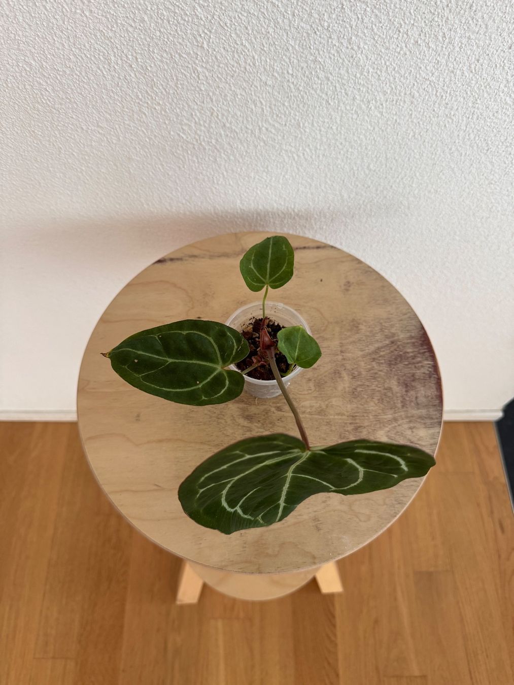 Piante & sementi: Anthurium Hybrid NoID – Usato da Goldau venduto da pflanzly 1