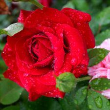 Profile image of EnglishRose