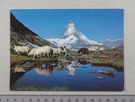 Riffelsee, Zermatt, Schafe, Matterhorn, 1982