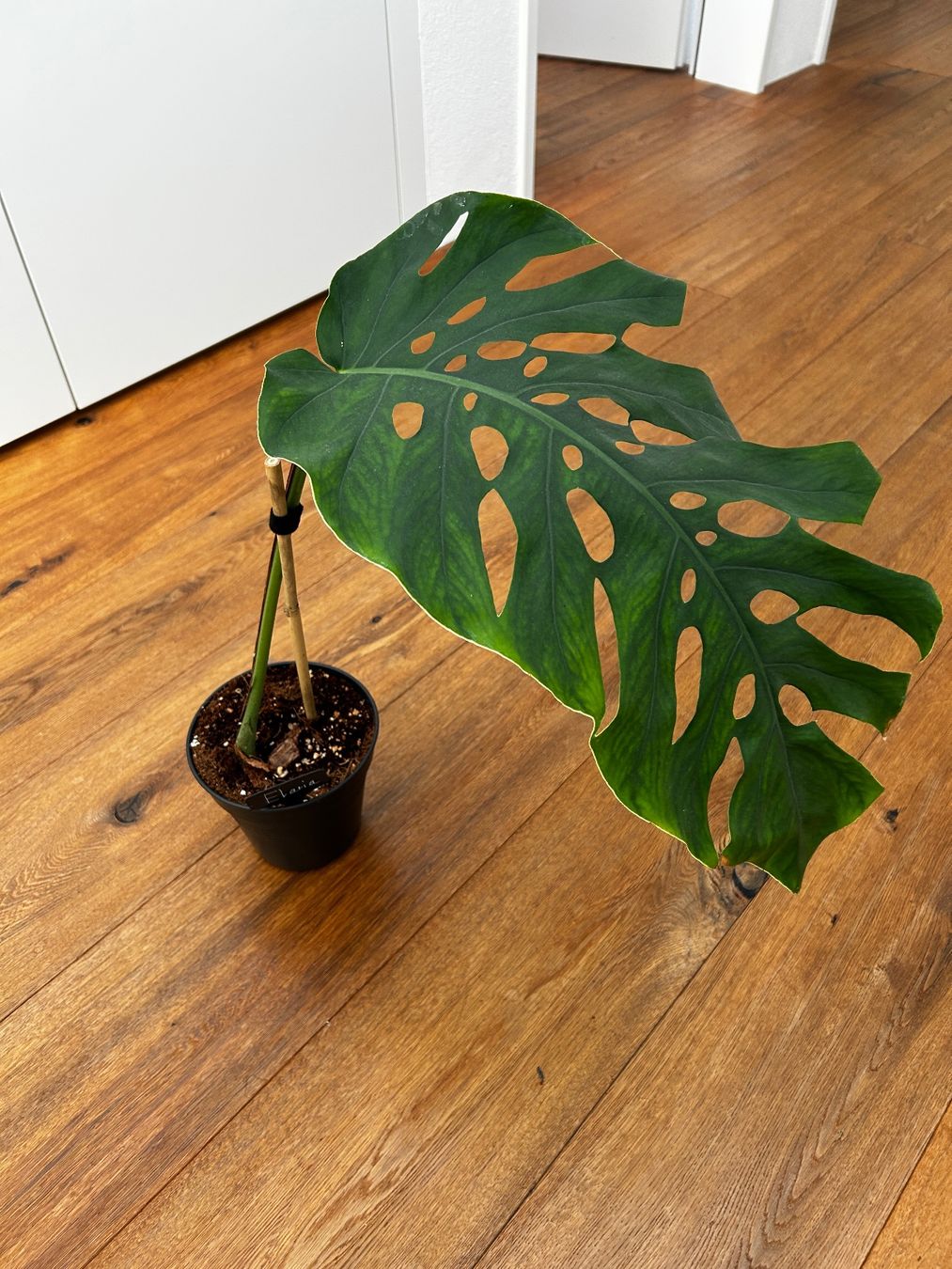 Piante & sementi: Monstera Dubia XL Steckling – Usato da Wattwil venduto da Mikesplantshop 1