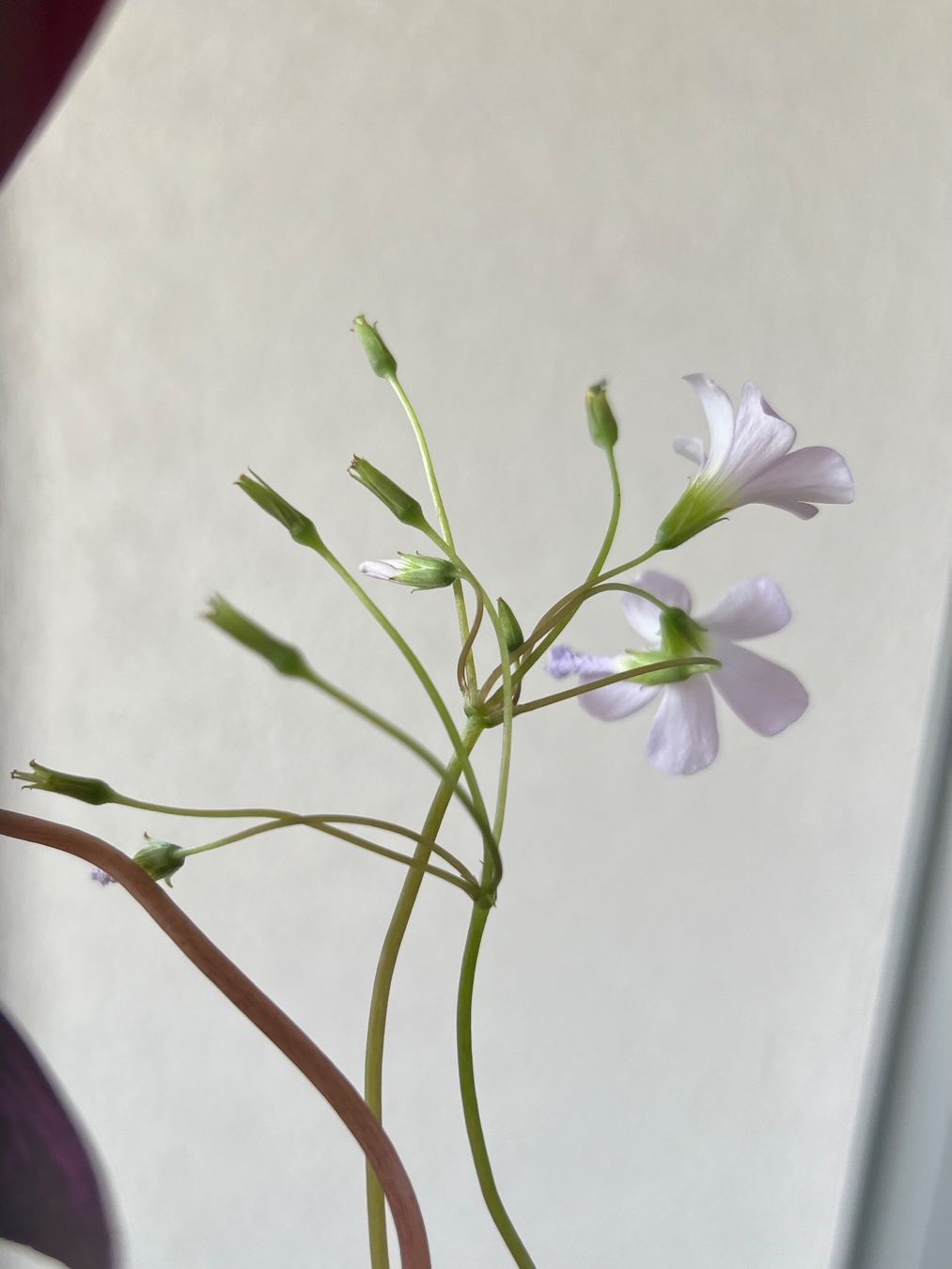 Piante & sementi: Oxalis Triangularis, Roter Glücksklee – Usato da Glattpark(Opfikon) venduto da ste_n99y 2