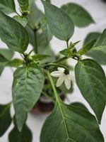 Chili Pflanze blühend im Topf guter Zustand grün