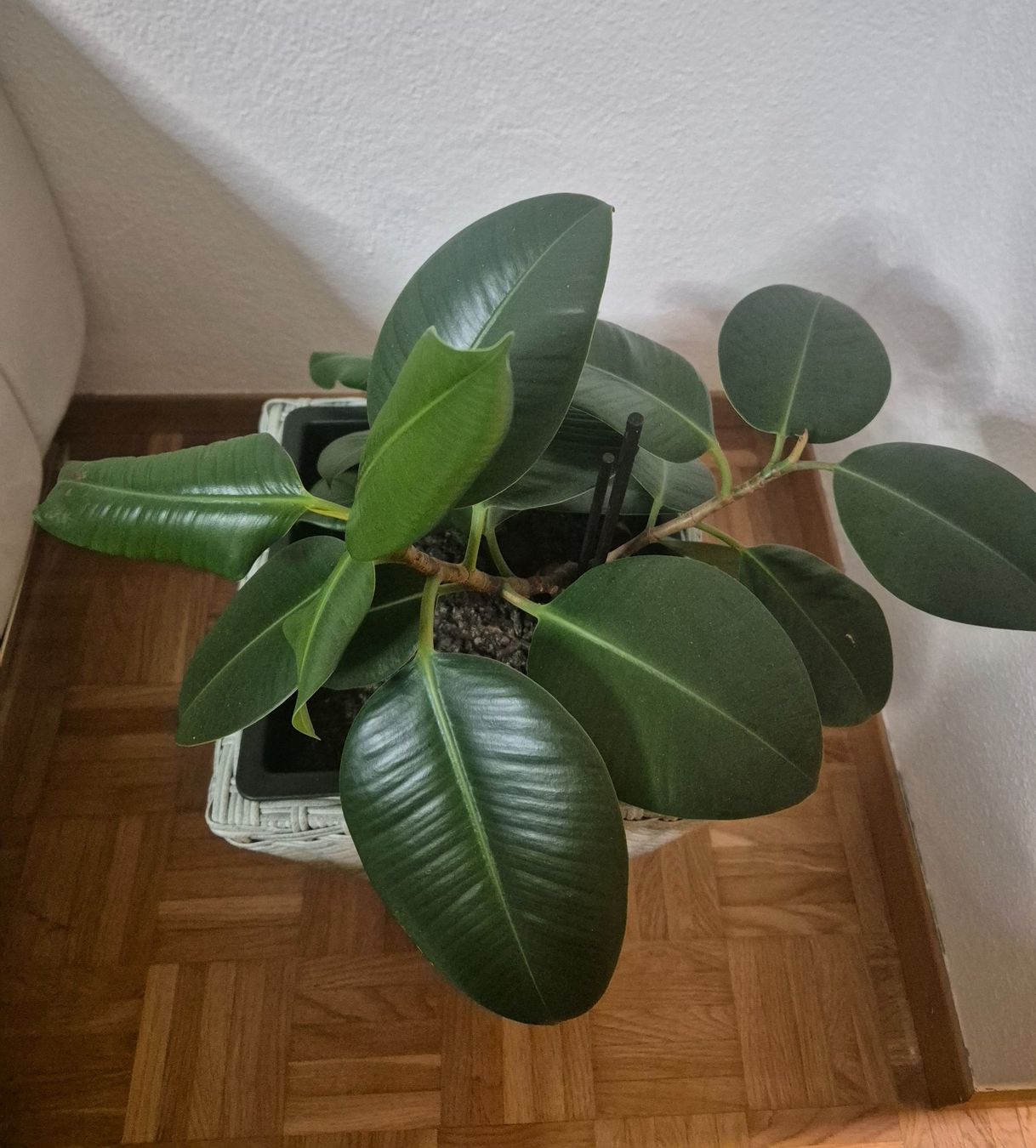 Plantes & graines: Gummibaum mit Topf – D'occasion à Mellingen par Loewe2006 3