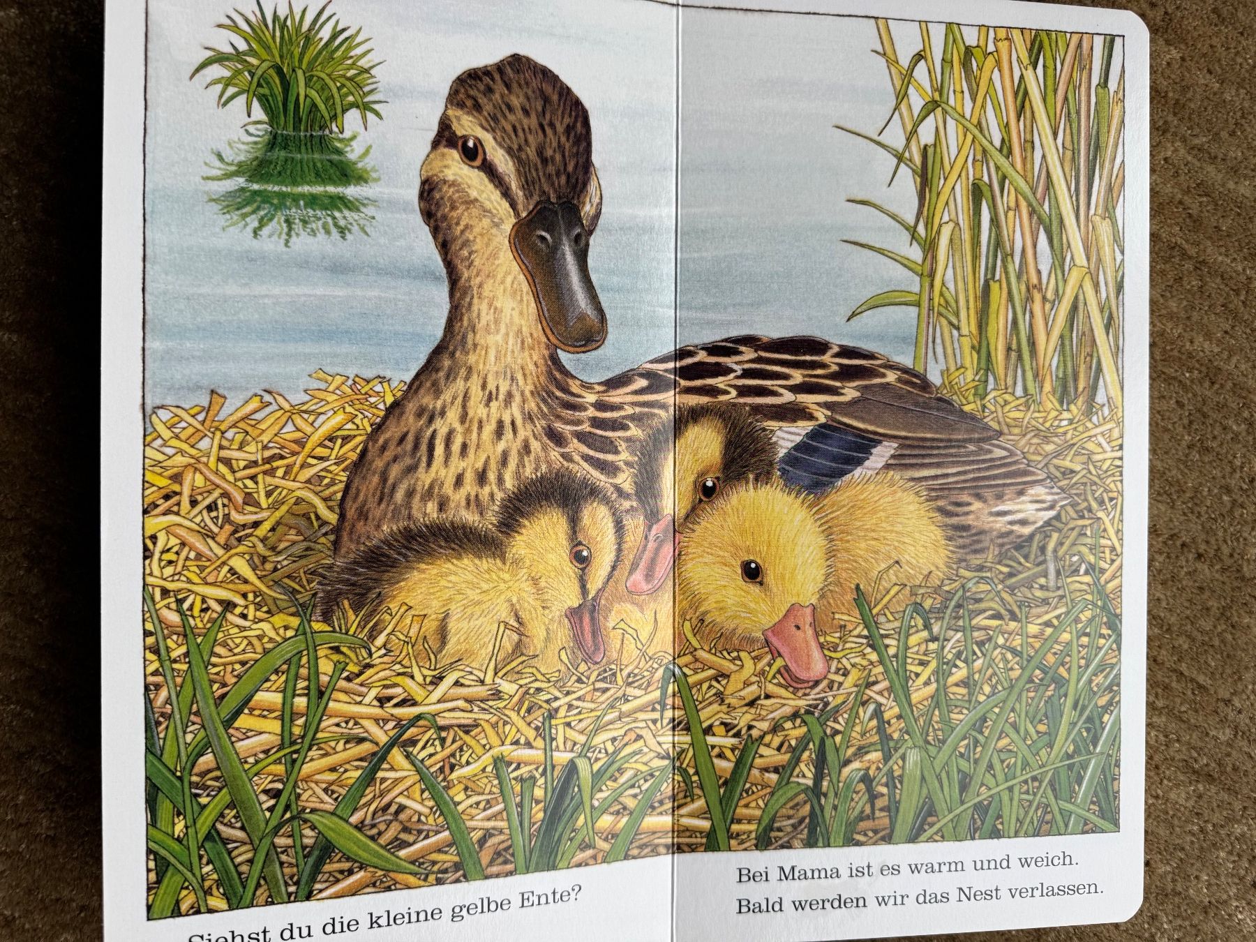 Libri: Ich bin die kleine Ente, Ravensburger – Nuovo (secondo la descrizione) da Aarau venduto da Kilauea 2