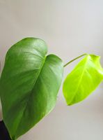 Monstera deliciosa Steckling (B-Ware)