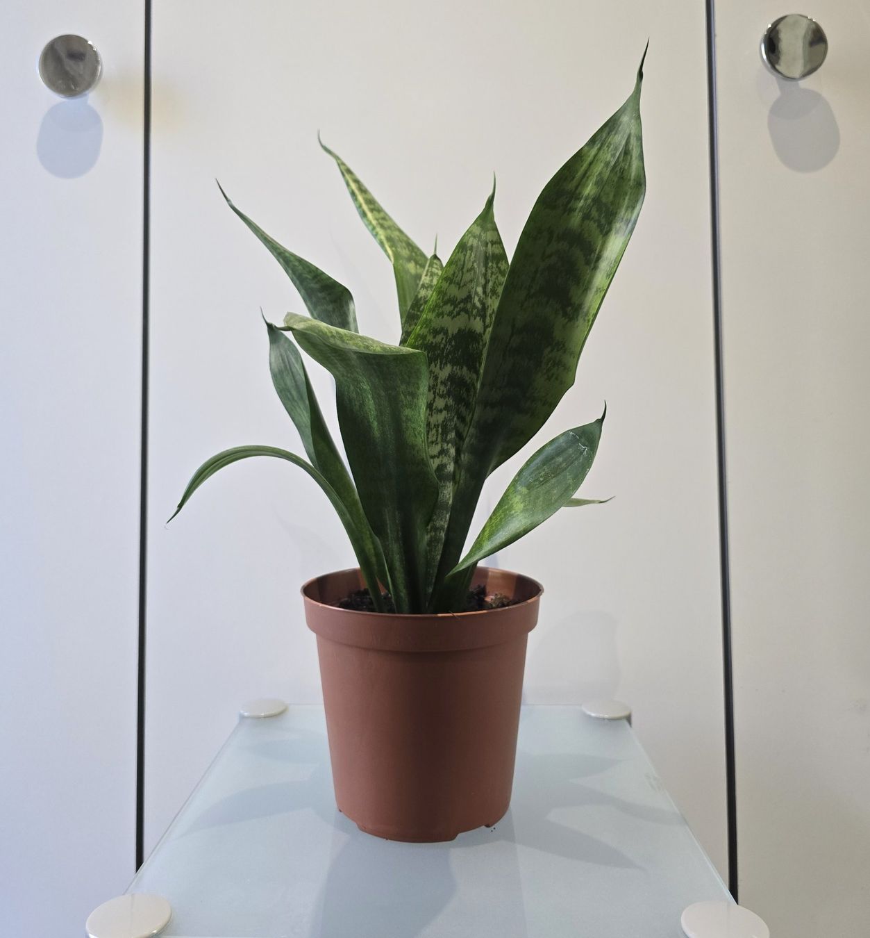 Piante & sementi: Pflanze Sansevieria / Bogenhanf 47 cm – Usato da Oetwil an der Limmat venduto da dhantal