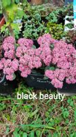 Sedum black beauty rarität