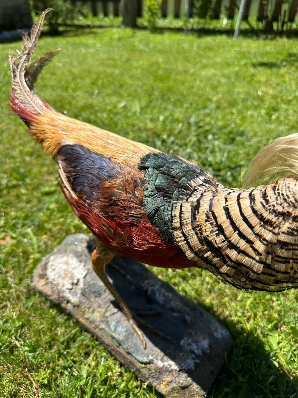 Il mondo degli animali: Ausgestopfter Jagdfasan – Usato da St.Moritz venduto da marog90 2