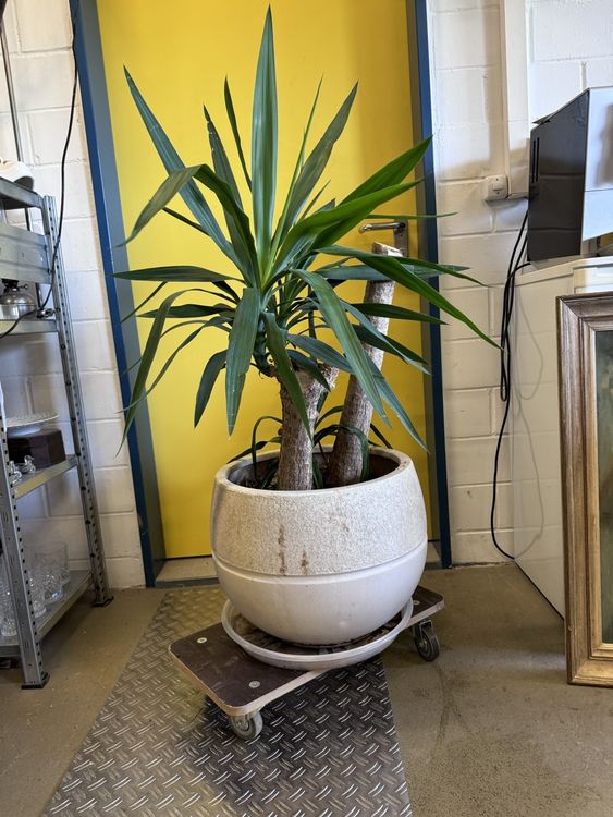 Grosse Yucca Palme ca. 120cm hoch inkl. Topf Kaufen auf Ricardo