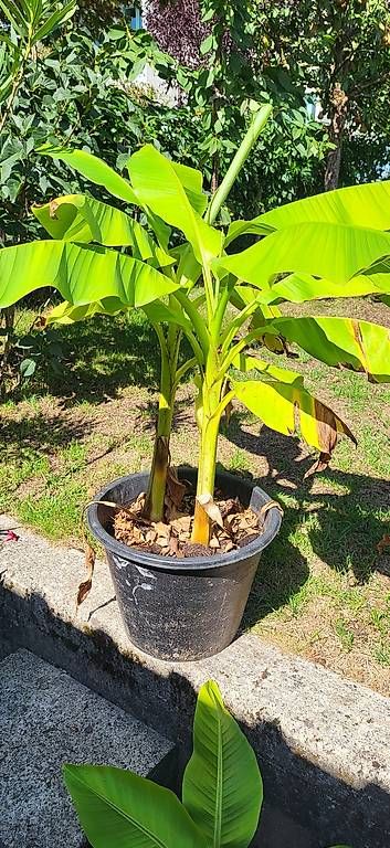 Piante & sementi: Doppel Bananenbaum  ca. 1m hoch – Nuovo (secondo la descrizione) da Wallisellen venduto da Eugenio 2