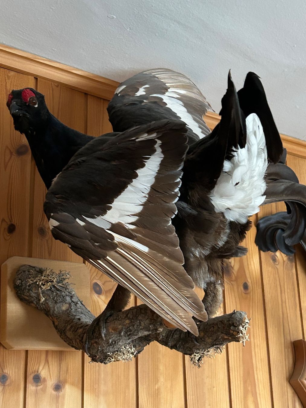 Welt der Tiere: Trophäe Birkhahn ausgestopft > 2 Tiere – Gebraucht aus Davos Platz von cilgia08 3