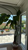 Grosse Strelitzia Nicolai XXL über 2 m inkl. Topf,