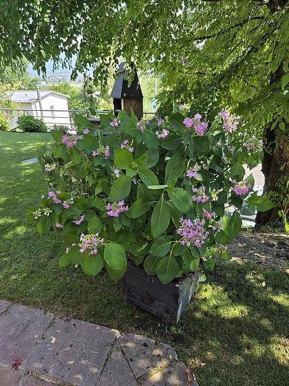 Plantes & graines: Hortensie – D'occasion à Jona par pau_g7rc 1