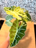 Alocasia Polly Aurea