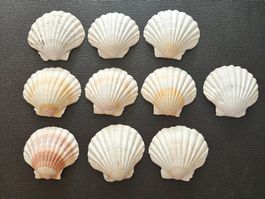 10 Jakobsmuscheln zum Dekorieren