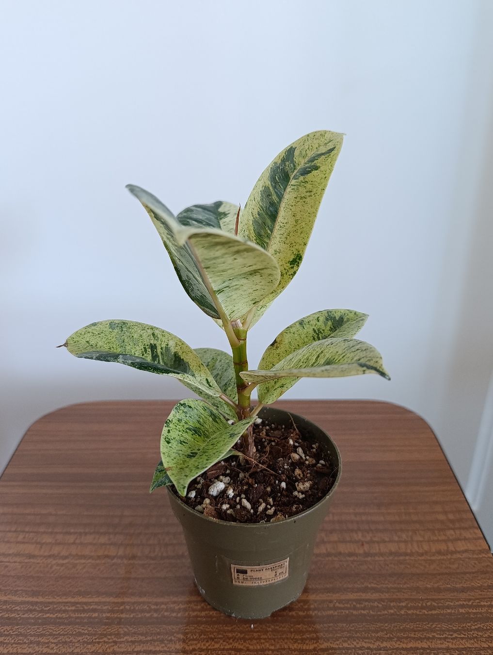Piante & sementi: Ficus Shivereana Moonshine – Usato da Baar venduto da L.isa28 2