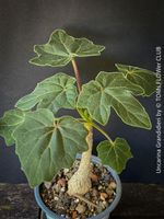 Uncarina Grandidieri - Madagaskars kleiner Wunderbaum