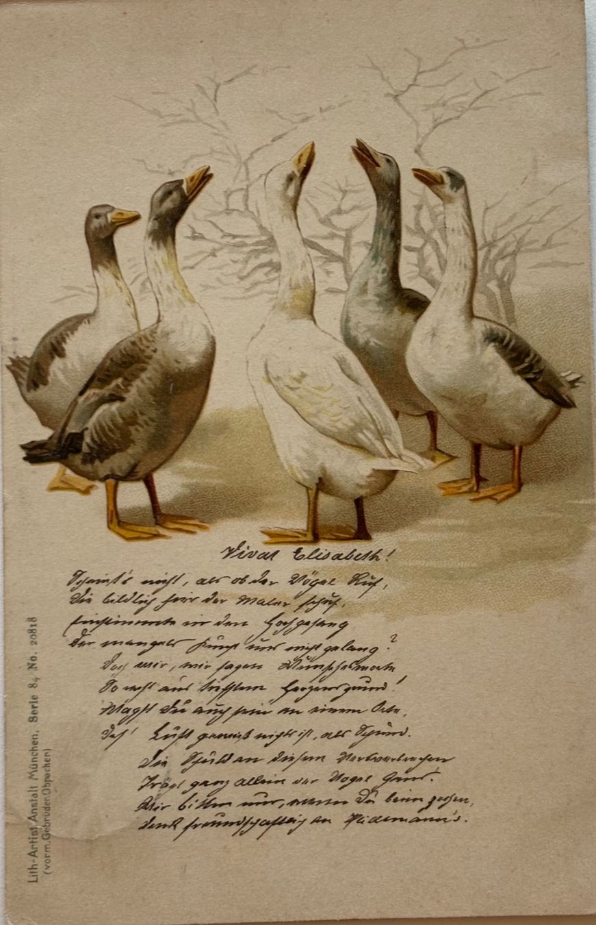 Ansichtskarten: Gänse, 1902 – Gebraucht aus Frauenfeld von Merk52